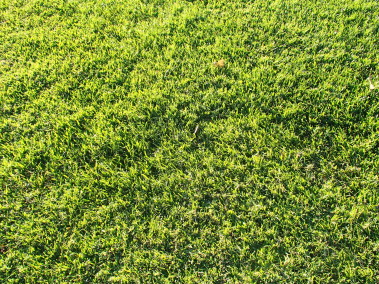Free Green Grass Background Image