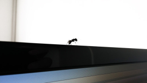 Free Ant on a Monitor Photo