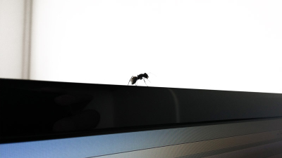 Free Ant on a Monitor Photo