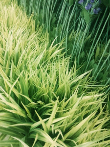 Vertical Artificial Grass Free Stock Photo